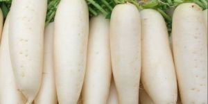 Fresh White Radish