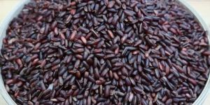 Red Kattuyanam Rice