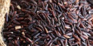 Karuppu Kavuni Black Rice