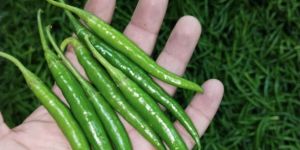 Green Chilli