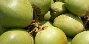 Fresh Tender Coconut
