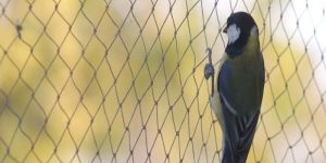 Sparrow Protection Net