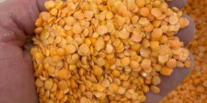 Red Lentil