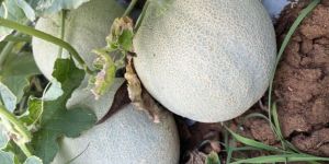 Fresh Sweet Muskmelon