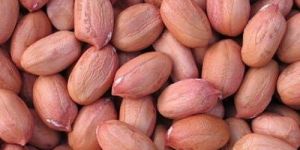 Groundnut Seeds