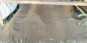 Organic Vermicompost Manure