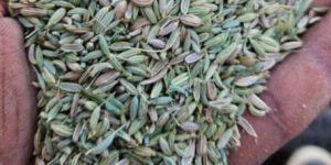 Fennel Seeds