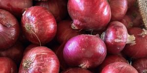 Fresh Red Onion
