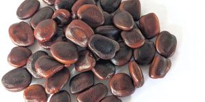 Tamarind Seed