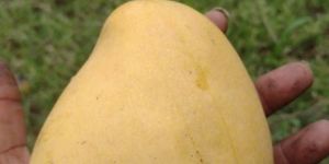 a Grade Mango
