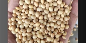 Soya Bean