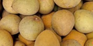 Sapodilla