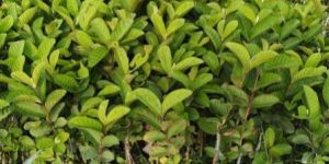 Golden 8 Guava Plant