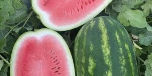 Fresh Watermelon