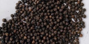 Natural Black Pepper Seeds