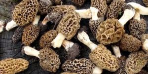 Pure Organic Guchi Mushroom