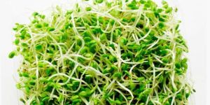 Alfalfa Sprout