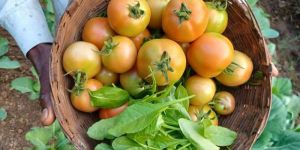 Organic Vegetables