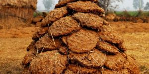 Cow Dung Cake