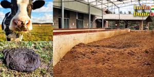 Cow Dung Powder
