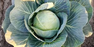 Cabbage