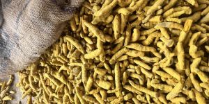Big Size Turmeric