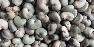 Raw Cashew Nuts