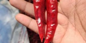 Dried Red Chili