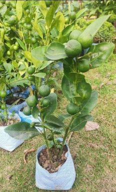 Lemon Plant