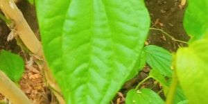 Betel Leaf