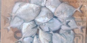Black Pomfret Fish