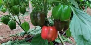 Colour Capsicum Red