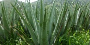Alovera Leaves