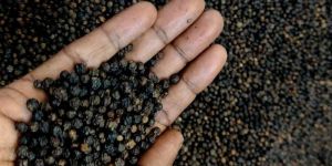Black Pepper