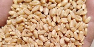 Sehore Sharbati Wheat