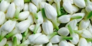 Fresh Cut Jasmine Flower