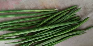 Moringa Drumstick