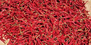 Byadgi Chillies(5531)