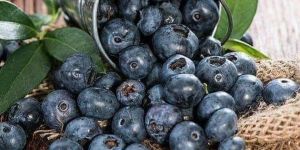 Fresh Blueberries
