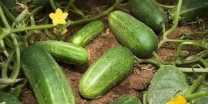 Fresh Cucumber