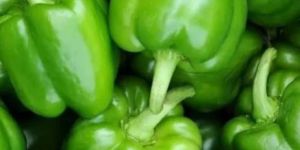 Fresh Green Bell Pepper