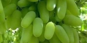 Fresh Green Grapes