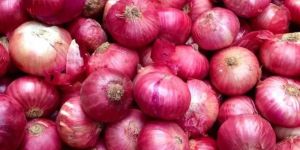 Fresh Red Onion
