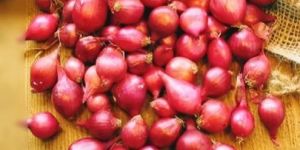 Fresh Sambar Onion