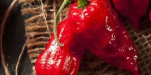 Red Ghost Pepper