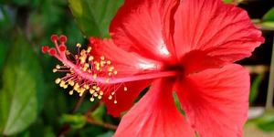 Hibiscus