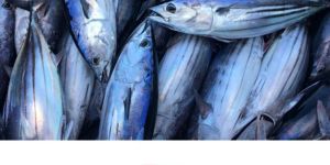 Tuna Fish