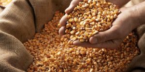 Maize