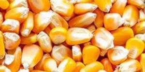 Maize Grain