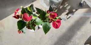Anthurium Plant